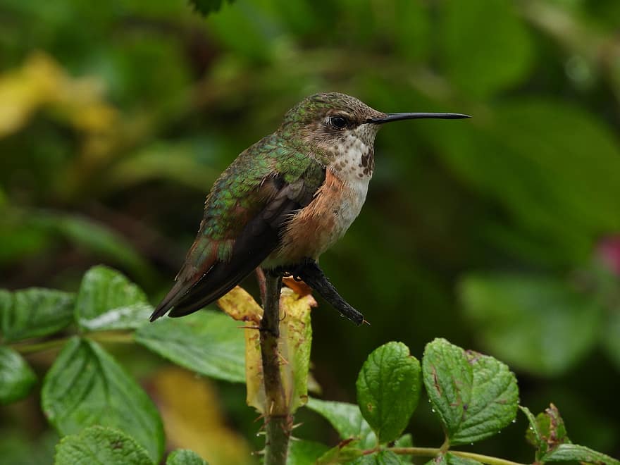 colibrí, pájaro, verde, naturaleza, salvaje