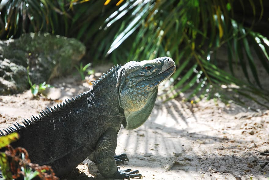 grön iguana, reptil, Zoo, natur, ödla, djur i det vilda, drake, grön färg, leguan, skog, Hotade arter