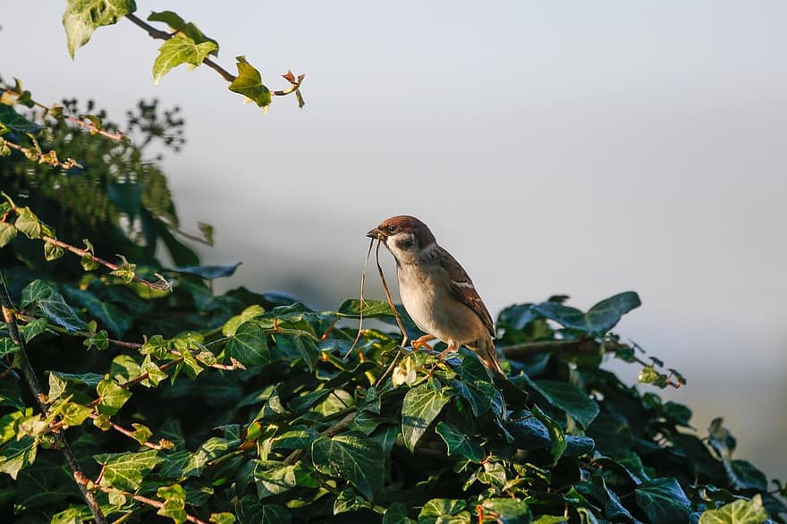 sparrow, bird, branch