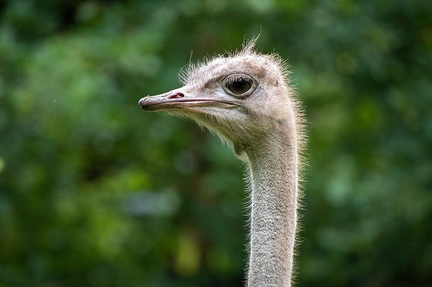 ostrich, zoo, animal, beak, nature, close-up, feather, animal eye, emu, animal head, animals in the wild