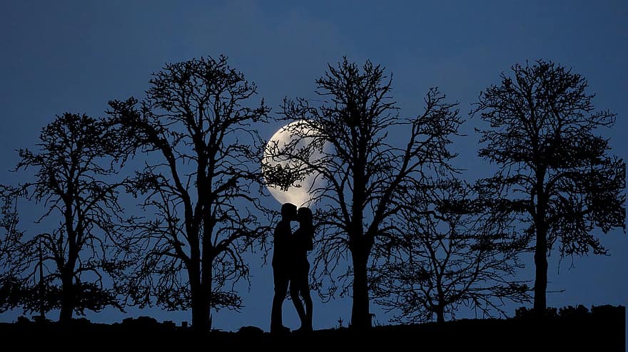 malam, bulan, pemandangan, alam, pasangan, percintaan, pohon, suasana