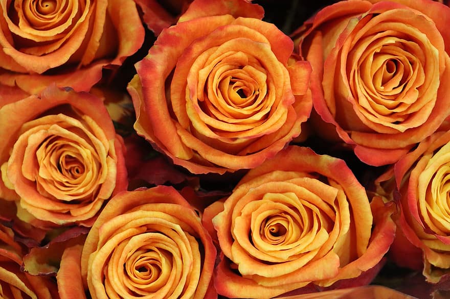 роза, Wyski, оранжев, Щраус, цвете, цвят, разцвет, флора, природа, растение, магазин за цветя