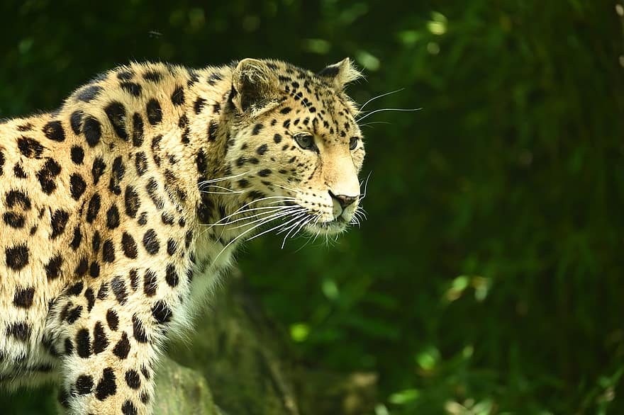 leopardo amur, gato selvagem, felino, gato grande, predador, visto, leopardo, carnívoro, mamífero, animal, animal selvagem