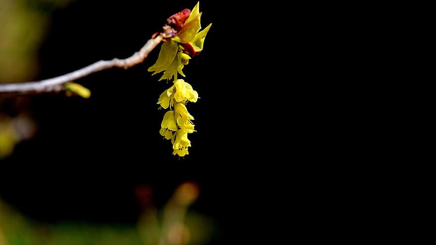 květiny, žluté květy, Corylopsis Coreana, rostlin, Příroda