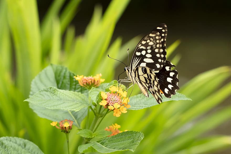 sommerfugl, Papilio, Demoleus, Swallowtail, insekt, blomst, pollinering, pollen, blomstre