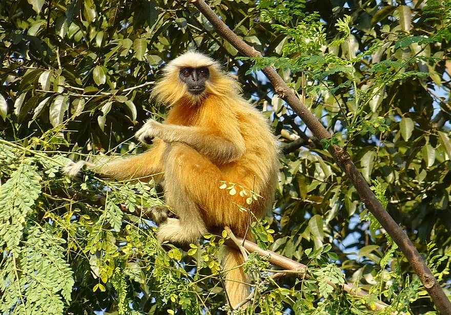 Golden Langur, abe, primat, Gee's Golden Langur, Trachypithecus Geei, truede, dyr, vild, dyreliv, Skov, Assam
