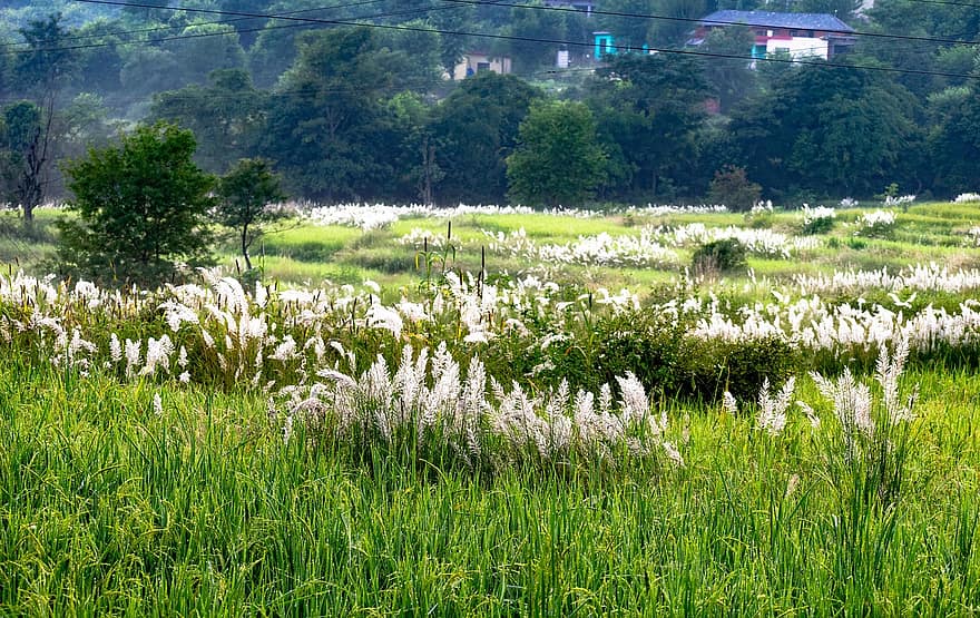 campos verdes, prado, paisaje, campos de arroz, campo, agricultura