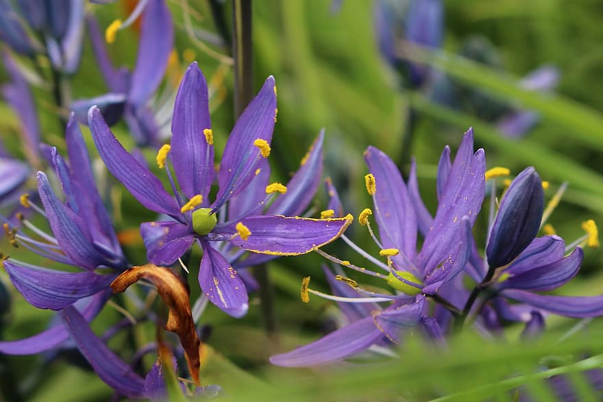 カマ、フラワーズ、紫色の花、花びら、紫色の花びら、咲く、花、フローラ、植物