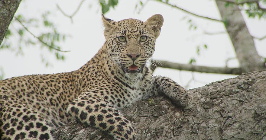 leopardo, felino, gato grande, gato, árvore, animal, animais selvagens, selvagem, animais em estado selvagem, gato não domesticado, espécies em perigo
