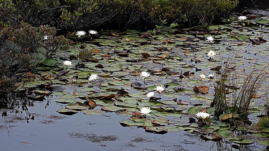 бели водни лилии, езерце, влажна зона, водни растения, вода, растение, листо, многоцветни, фонове, зелен цвят, есен
