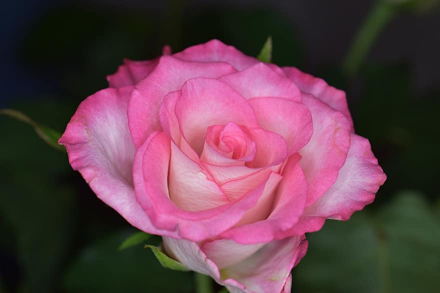 Rosa, flor, floración, naturaleza, belleza, flora, pétalos de rosa, rosa, de cerca, botánica, floricultura