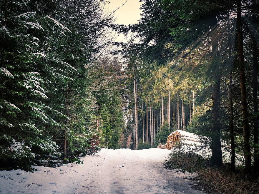 Wald, Schnee, Straße, Holzstapel, Pfad, Bäume, Nadelbäume, Winter, kalt, Winterlandschaft, Tannenwald