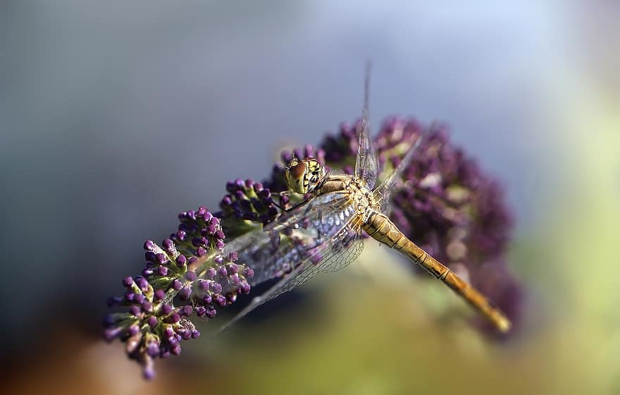 اليعسوب ، حشرة ، أجنحة ، زهور ، الإزهار ، تصوير الماكرو ، قريب ، خوخه