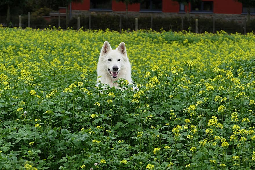 šuo, naminių gyvūnėlių, gėlės, gėlių laukas, rapsų, ganytojas, žaisti, augintiniai, mielas, veislinis šuo, vasara