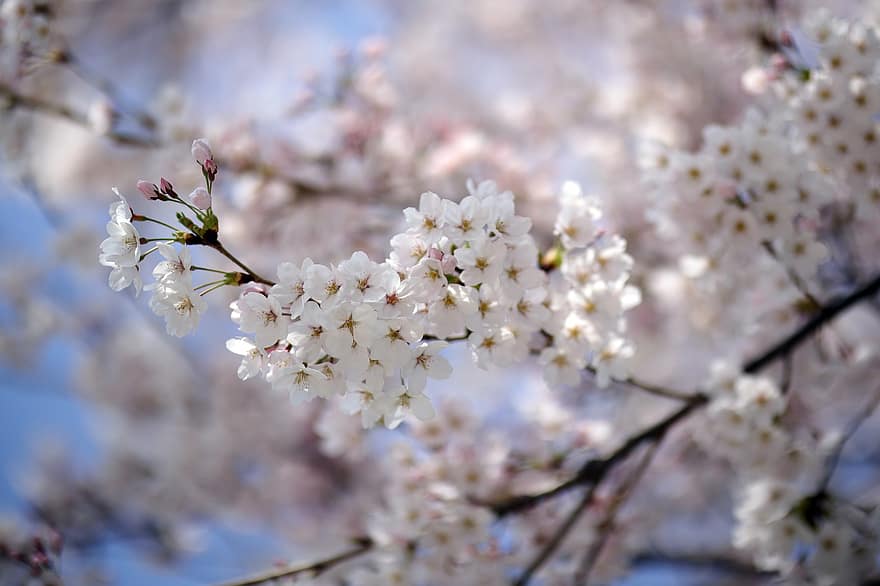 những bông hoa, mùa xuân, Hoa anh đào, cây, theo mùa, Nhật Bản, hoa, cánh hoa, sự phát triển, chi nhánh, bông hoa