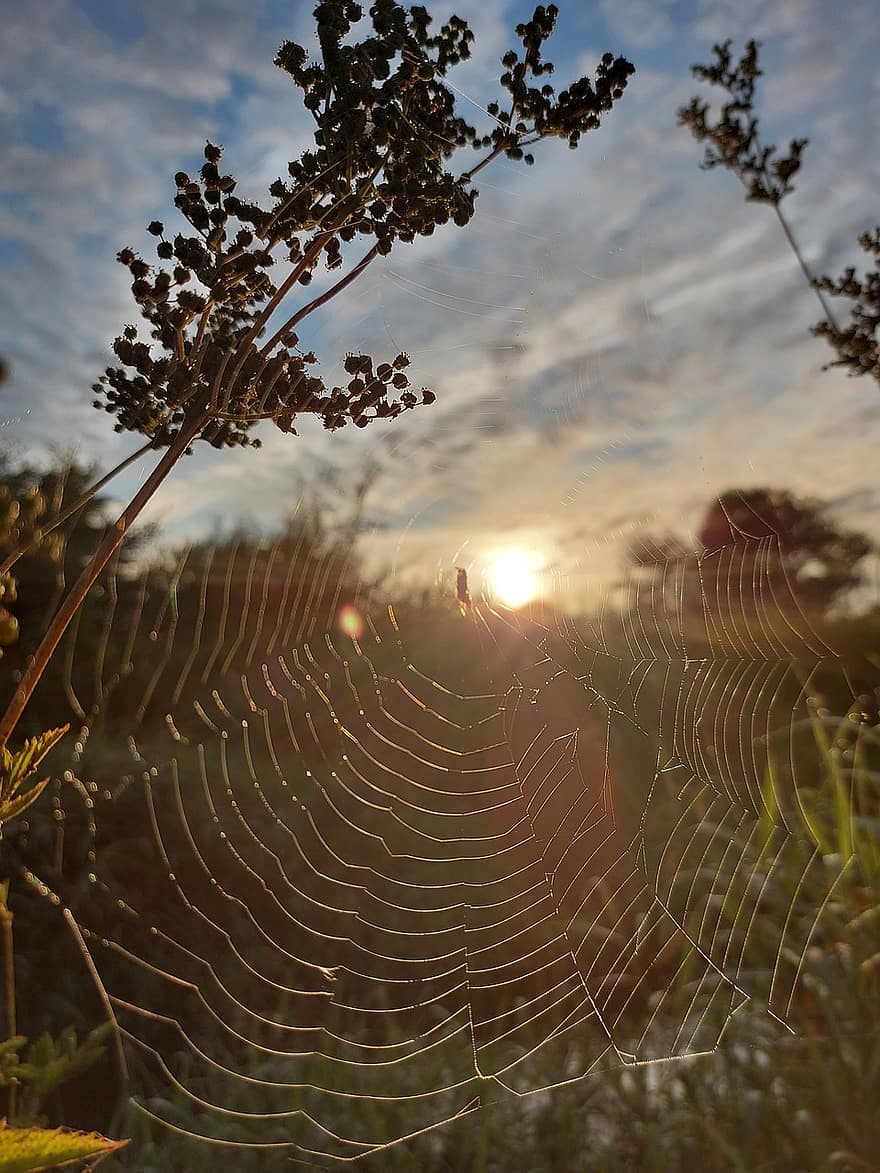 spin, spinnenweb, zonsopkomst, zon, spinachtige, spinneweb, web, bol, wever, insect, kever