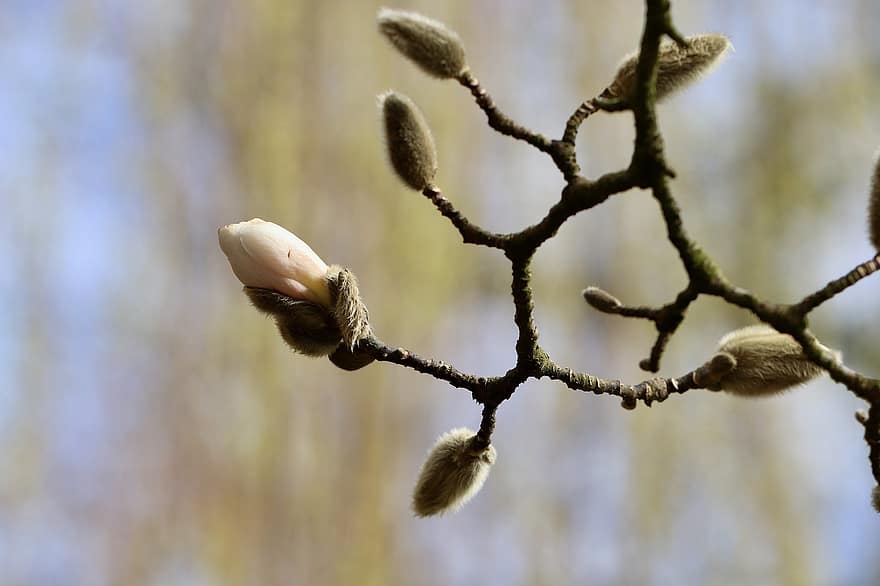 マグノリア、芽、木、小枝、ブランチ、モクレンの木、春、春の目覚め、自然