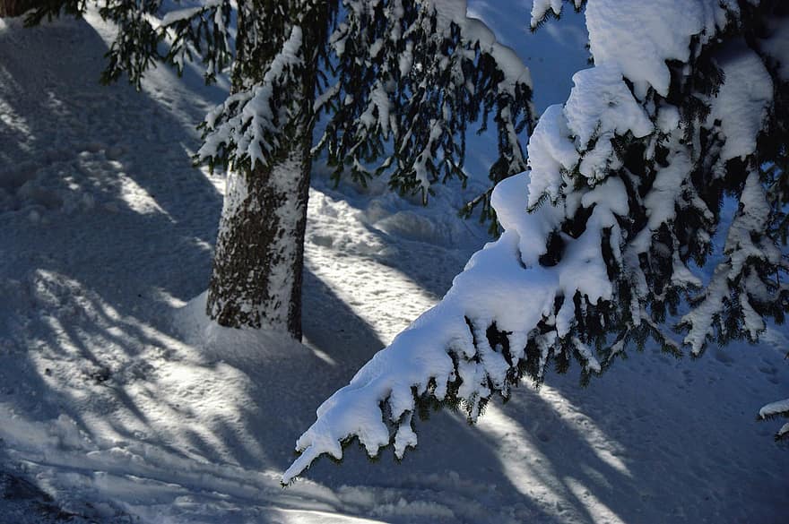 снег, деревья, зима, покрытый снегом, хвойные, хвойный, вечнозеленые деревья, снежно, неприветливый, мороз, морозный