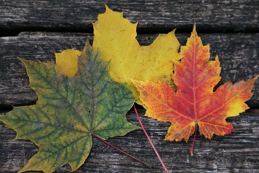 Autumn, Maple Leaves, Dried Leaves, Fall Season