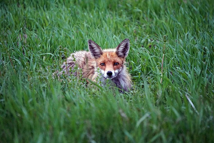 Fox, Animal, Canine, Mammal, Wildlife, Wild, Nature, Wildlife Photography, Meadow, cute, red fox