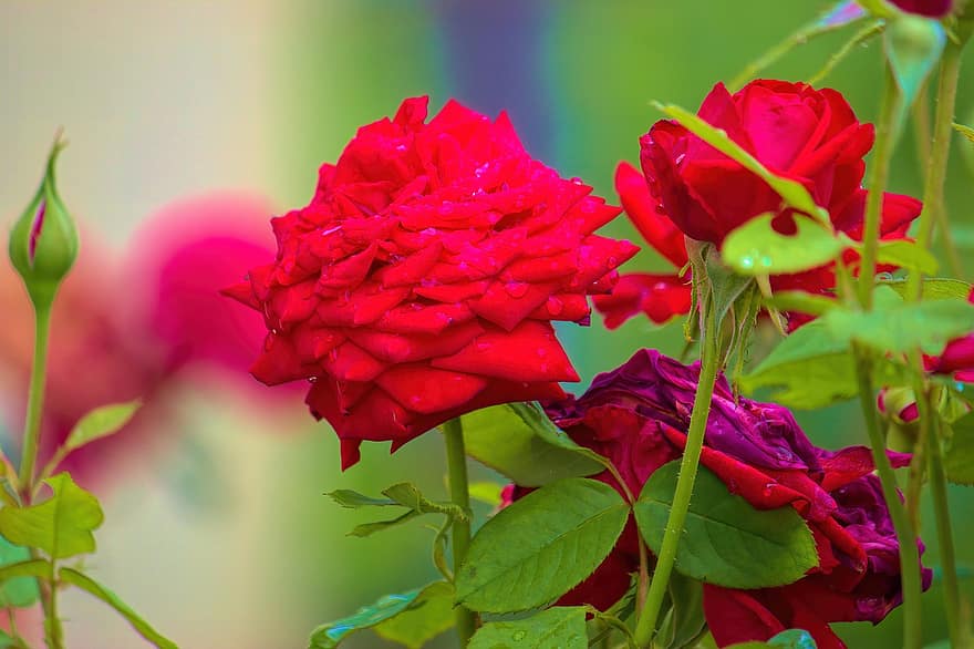 빨간 장미, 붉은 꽃, 장미, 꽃들, 정원