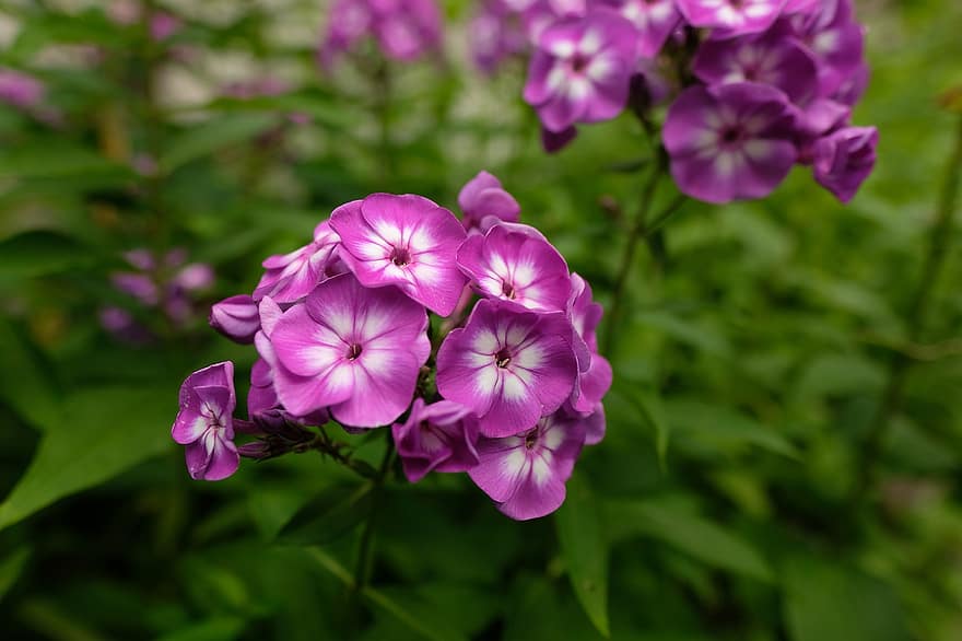 bunga-bunga, ungu, kelopak, bunga ungu, kelopak ungu, berkembang, mekar, flora, pemeliharaan bunga, hortikultura, botani