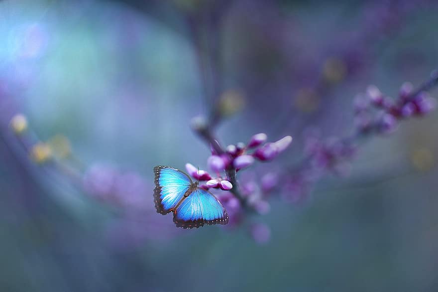 Butterfly, Blue, Botany, Light, Summer, Flower, Abstract, Wild, Grass, Botanical Garden, Plant