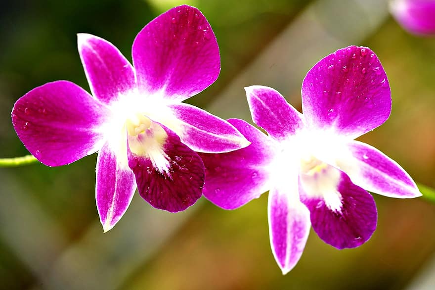 dendrobiumas, gėlės, orchidėjos, flora, Iš arti, augalų, gėlė, orchidėja, žiedlapis, violetinė, gėlių galva