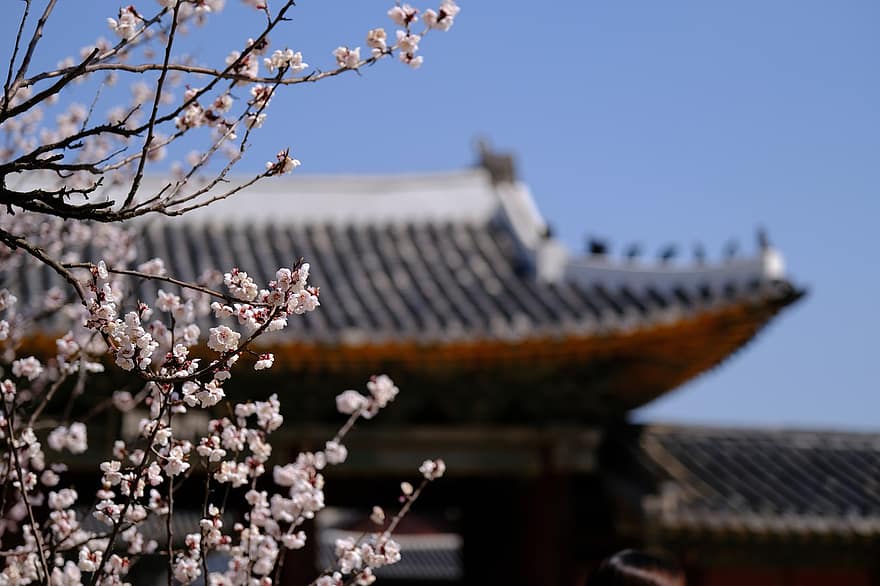 květiny, jaro, sezónní, Korea, krajina, palác, hanok