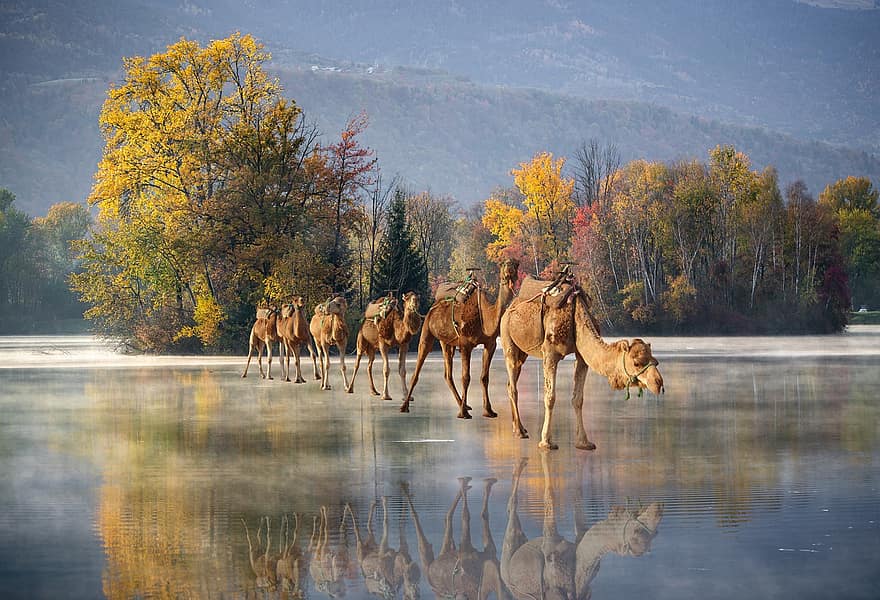 замерзшее озеро, верблюды, фантастика, лес, путешествие, зима, фон, пейзаж, воды, животные в дикой природе, дерево