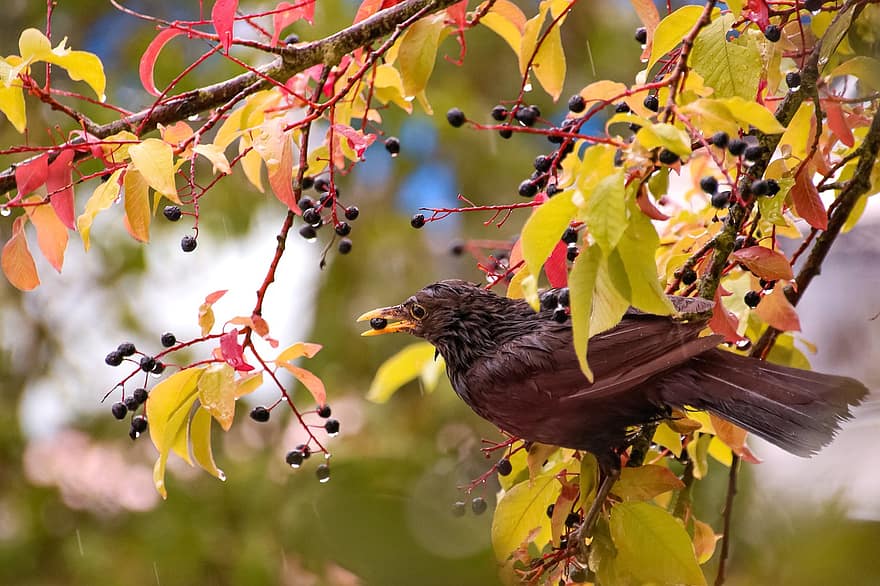 Bird, Songbird, Sparrow, Plumage, Feather, Tree, Leaves, Nature, Garden