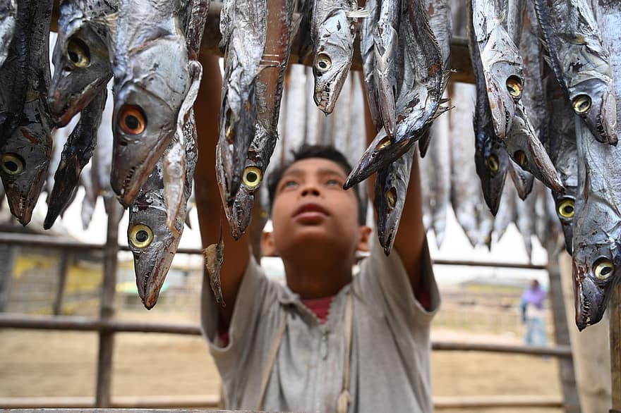Fish, Drying, Worker, Dried Fish, Food, Seafood, Dried Fish Processing, Preservation, Culture