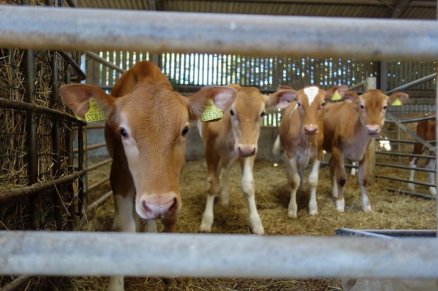 Guernsey Cattle Calves, μοσχάρι, Ομάδα Μοσχαριών