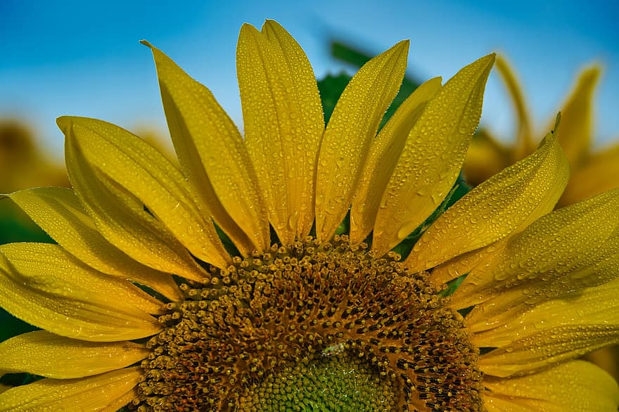 bunga matahari, morgentau, jalan pagi, mulai hari ini, terang, titik embun, alam, lembab, menitik, bunga-bunga, musim panas