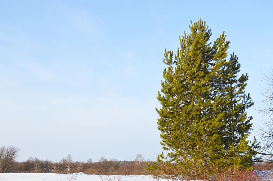 fenyőfa, téli, Oroszország, természet, szabadban, fa, erdő, kék, évszak, növény, ág