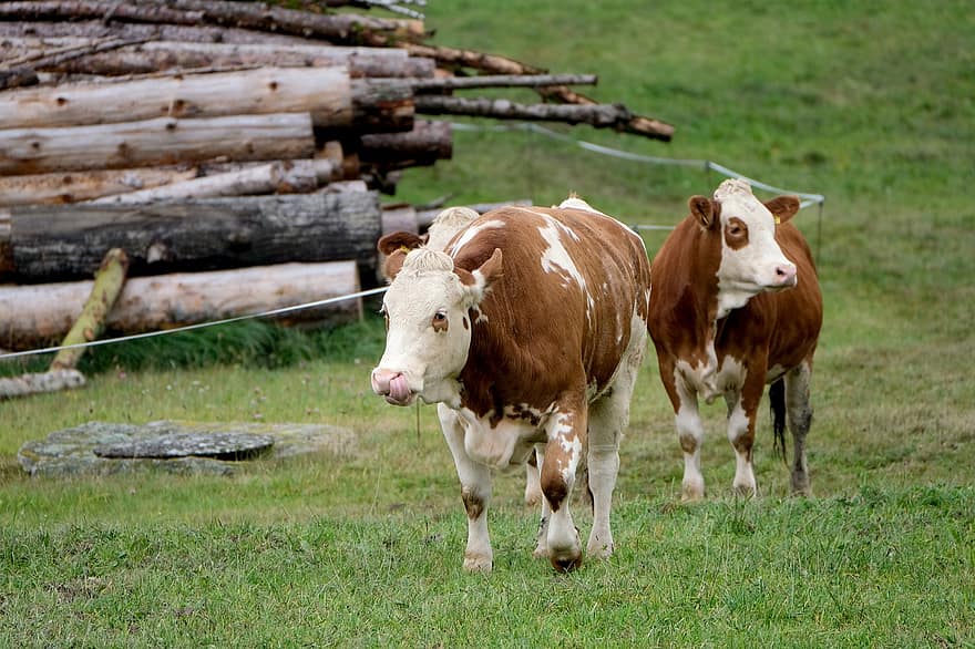 αγελάδα, βοοειδή, ζώα, αγελάδα γαλακτοπαραγωγής, γαλακτοπαραγωγά βοοειδή, των ζώων, θηλαστικά, γεωργία, βοσκή