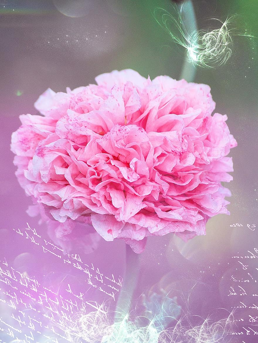 Carnation, Pink, Romantic, Font, Greeting Card, Love