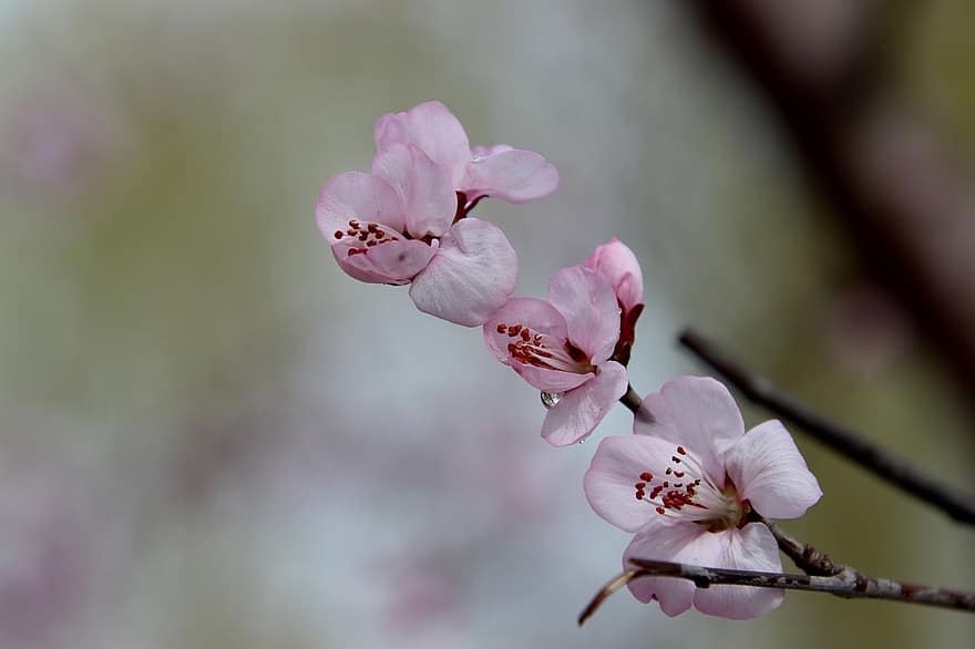 桃の花、フラワーズ、春、ピンクの花、芽、花びら、咲く、花、ブランチ、木、フローラ