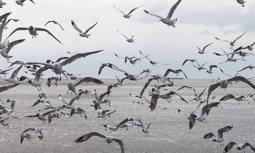 Birds, Seagulls, Flying Bird, A Flock Of Birds, Nature, flying, seagull, animals in the wild, beak, sea bird, water