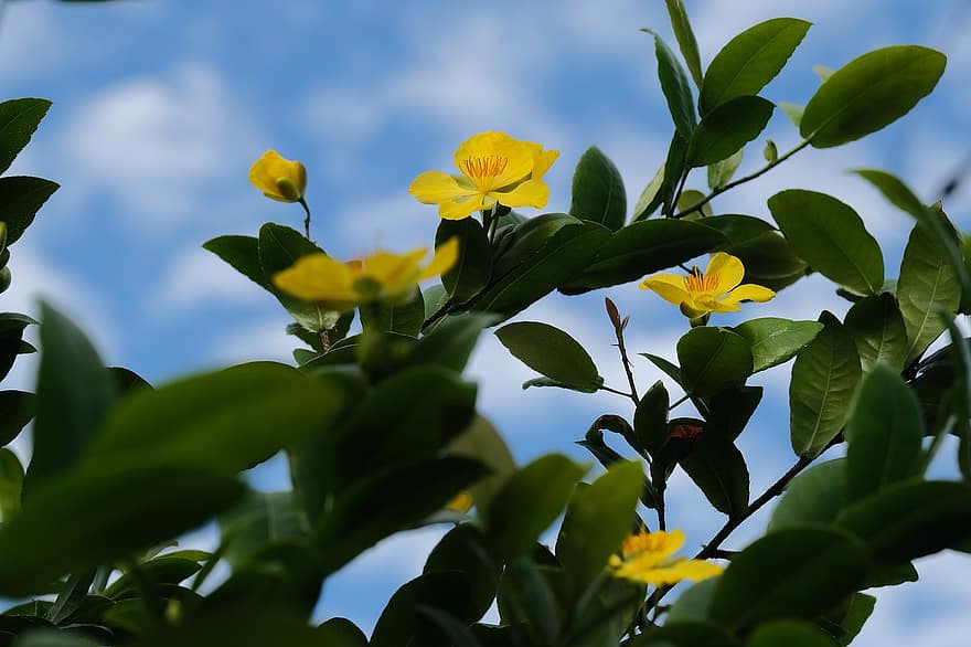 hipercum, flor, planta, Flores amarillas, pétalos, floración, flora, naturaleza, hoja, verano, de cerca