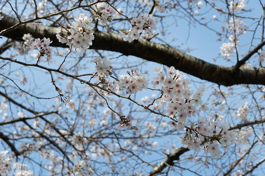 ziedi, ķiršu ziedi, sakura, Japāna, pavasarī, filiāle, koks, sezonā, zieds, augu, ziedu galva