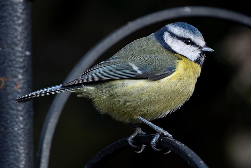 Blue Tit, Tit, Small Bird, Garden Bird, Plumage, Bird, Perched, Perched Bird, Feathers, Ave, Avian