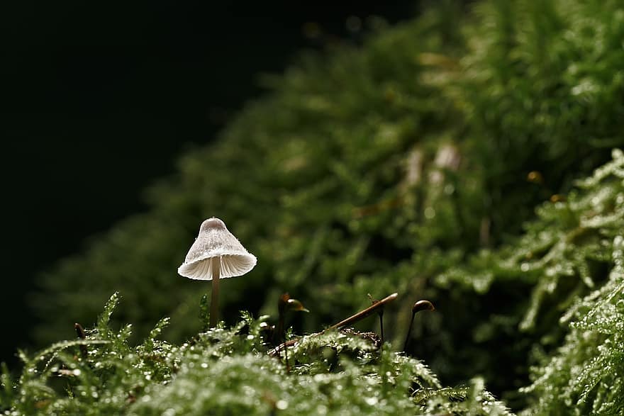 гриб, маленький гриб, мох, лес, блестящий, крупный план, зеленого цвета, завод, грибок, макрос, лист