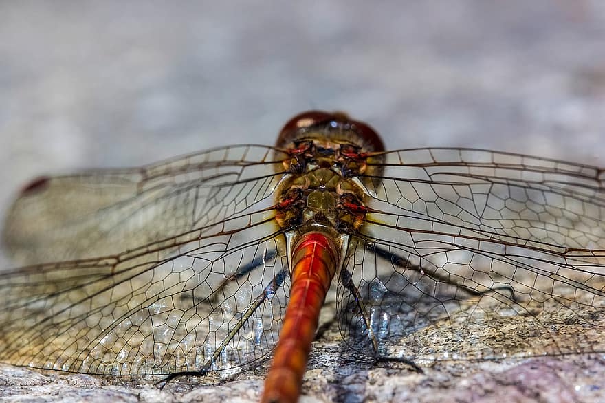 Dragonfly, Insect, Wings, Animal, Nature, Macro, Arthropod, close-up, animal wing, multi colored, animals in the wild