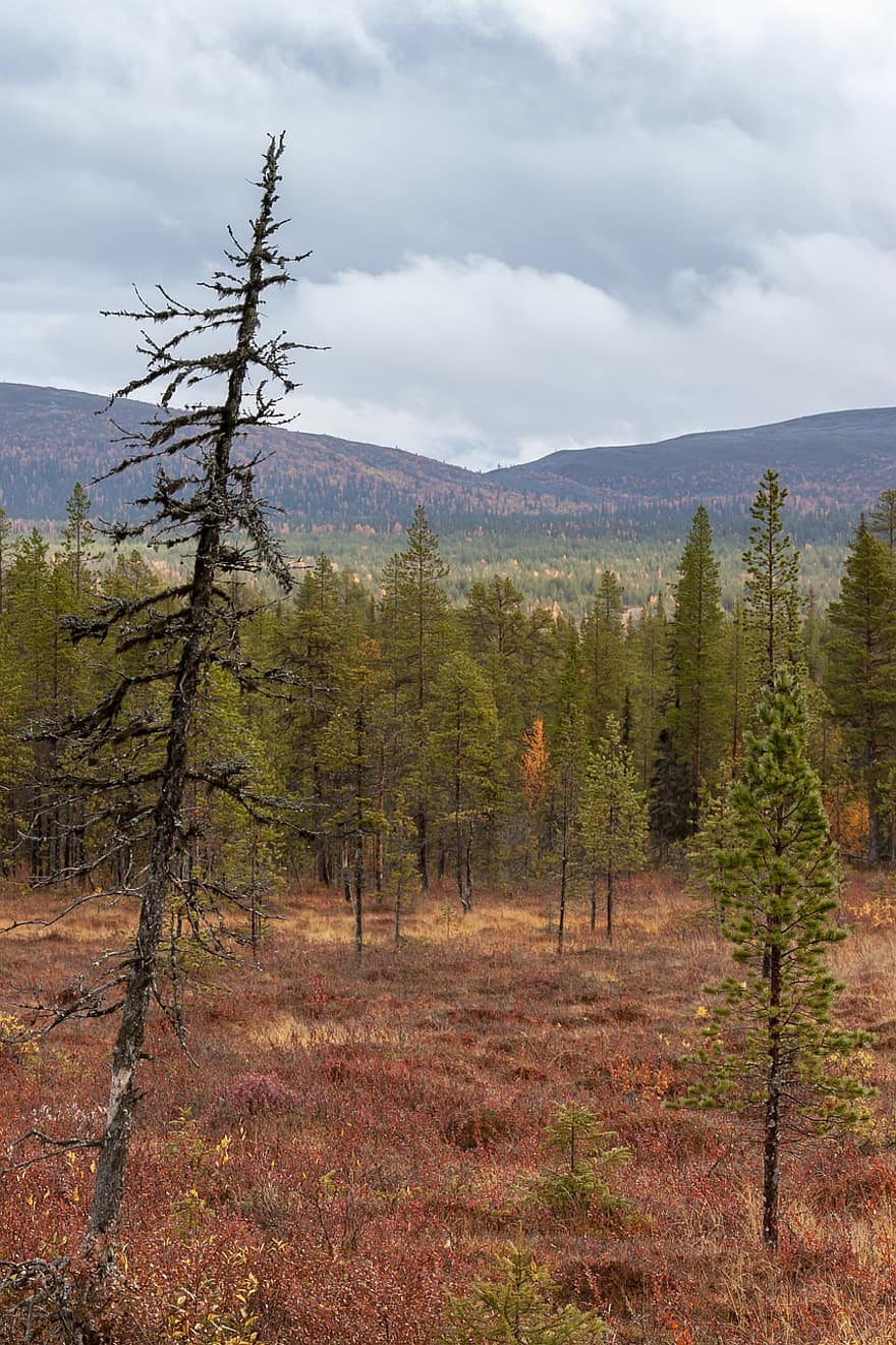 bosque, montañas, naturaleza, paisaje, arboles, pantano, Quelo, Laponia, árbol, otoño, temporada