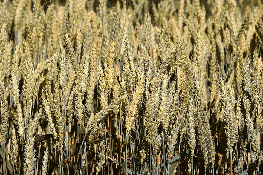 pšenice, špice, zralý, cereálie, obilí, pole, zemědělství, obilné pole, pšeničné pole, Příroda, základní potraviny
