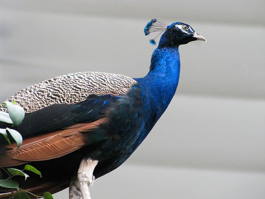 Peacock, Bird, Animal, Peafowl, Wildlife, Plumage, Colorful, Nature, Birdwatching, feather, beak
