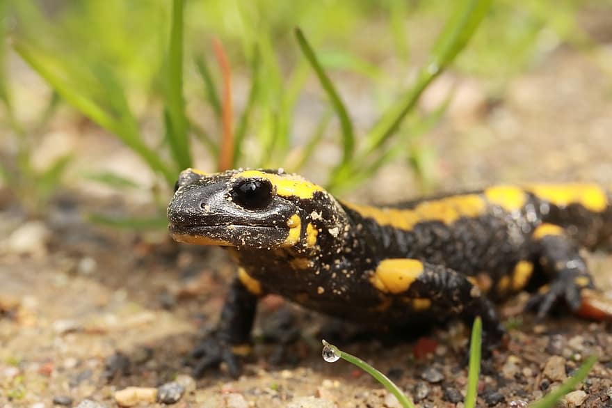 brand salamander, salamander, padde, dyr, natur, naturreservat, dyr i naturen, tæt på, gul, truede arter, tudse