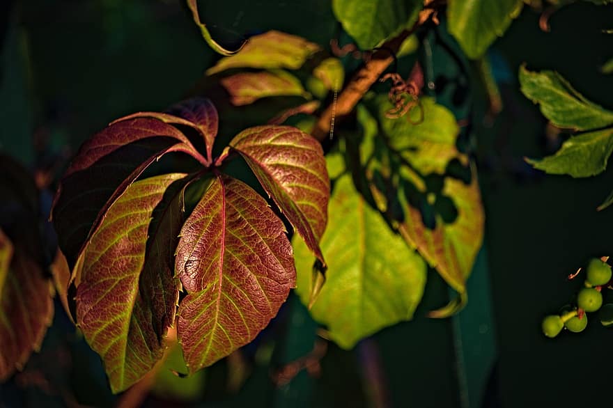 virginia creeper, listy, rostlina, révy, podzim, Příroda, list, detail, zelená barva, strom, pozadí