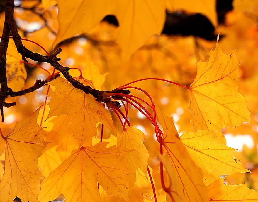 кленові листи, осінь, листя, падіння, опале листя, природи
